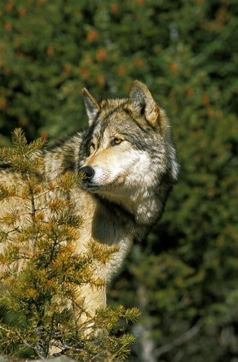 North American Grey Wolf Canis Lupus Occidentalis Adult Canada Stock