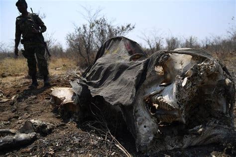 Poachers Are Invading Botswana Last Refuge Of African Elephants The