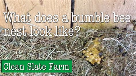 What Does A Bumble Bee Nest Look Like Youtube