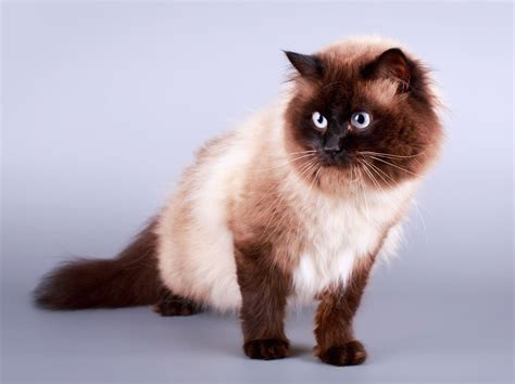 The amount of white can range from only a tiny streak to nearly the entire coat. Cat Coat Colors And Patterns | TheCatSite