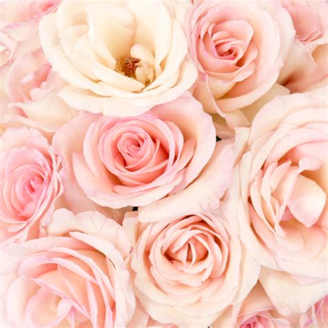 Creamy Pink Sweetheart Roses