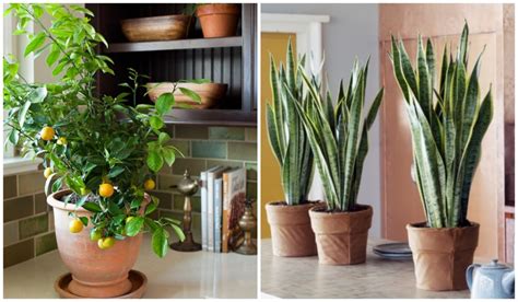 10 φυτά που δημιουργούν την ιδανική ατμόσφαιρα στο σπίτι σας