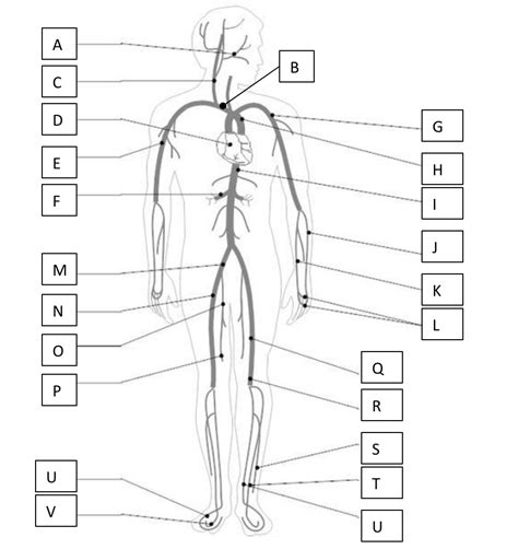 The Major Arteries And Veins Of The Body Diagram Quizlet