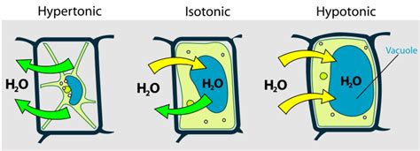 The platelet count of 120,000 is abnormally low, because the average value is 150,000 to 400,000. Osmosis (Passive Transport) — Definition & Importance - Expii