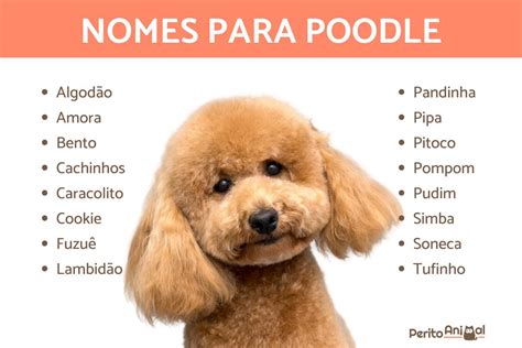 Nomes Para Cachorro Poodle Op Es Originais Para F Meas E Machos