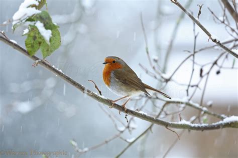 Robin In Snow Photo Wp37457