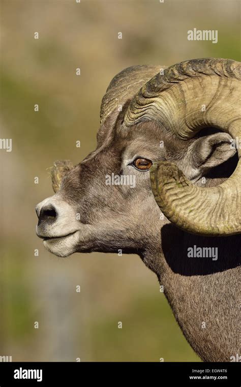 A Close Up Side View Portrait View Of An Adult Bighorn Ram Orvis