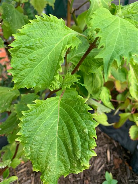 Shiso Perilla Growing Guide The Gourmantic Garden