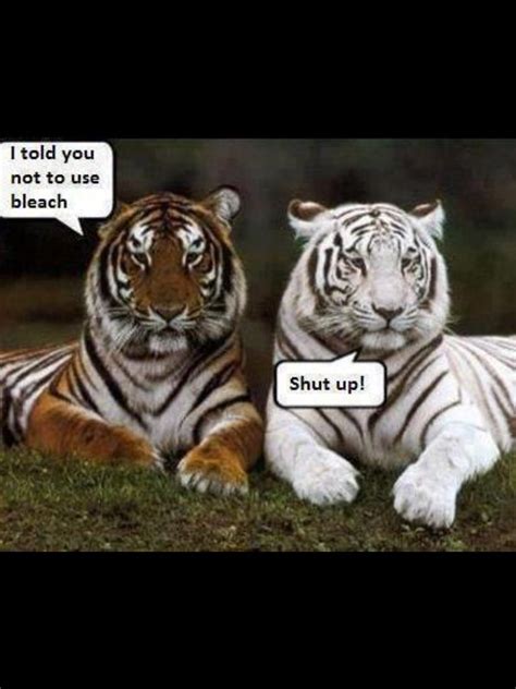 Tiger Jokes Funny Animal Quotes Funny Animals Funny Animal Pictures