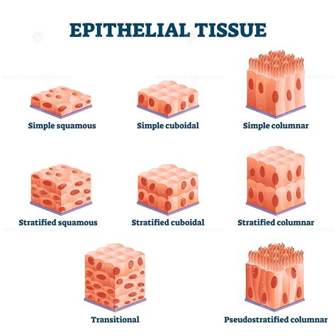 Epithelial Tissue With Labeled Squamous Cuboidal And Columnar Examples Vectormine