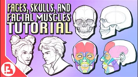 How To Draw Faces Skulls And Facial Muscles Structure Anatomy