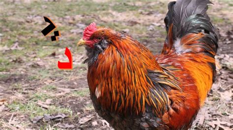 Check spelling or type a new query. Alif Baa Taa- Arabic Alphabet-حرف الدا- حروف الابجدية ...