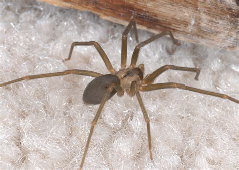 Southern House Spider Poisonous Waiter E Journal Bildergalerie
