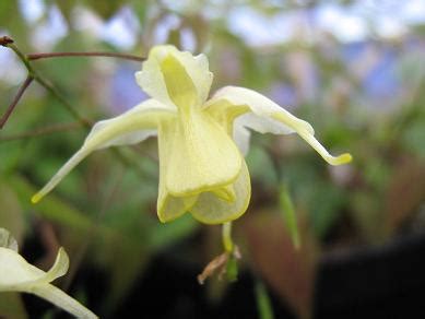 Sulphur can exist in various allotropic forms and as a mineral. Epimedium 'Flowers of Sulphur'
