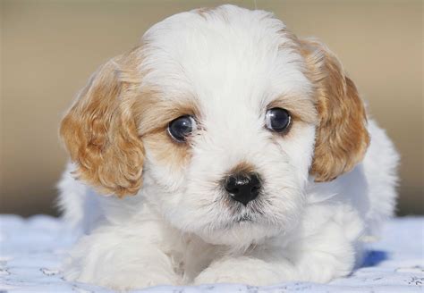 When giving your puppy their first bath, you should first look at their fur. Cavoodle Puppies For Sale | Chevromist Kennels