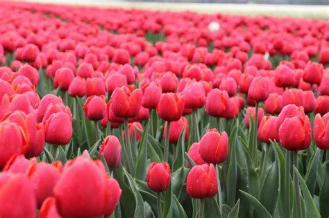 El Tulipán Características Cuidados Y Origen Flor