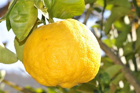 Citron Orange Fruits Photo Gratuite Sur Pixabay
