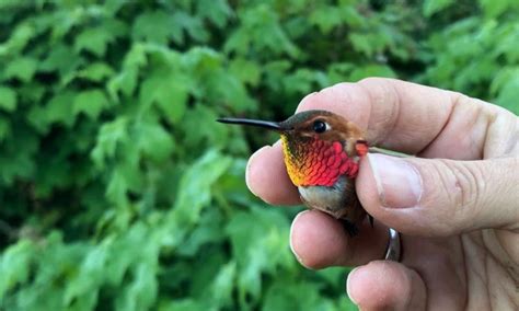 For Rufous Hummingbirds Migration Looks Different Depending On Age And Sex College Of Forestry