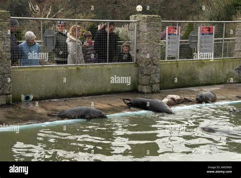 Seals At Seal Sanctuary Gweek Cornwall England Uk Stock Photo Alamy