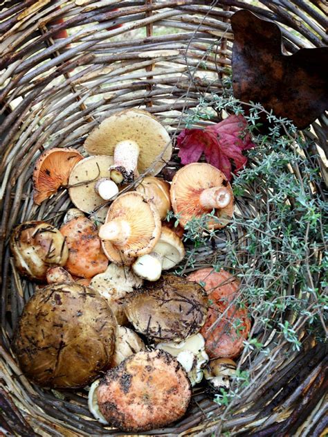 Pin By ⊱ꌗᶙɠᶏɽ Ꮗơŋȡɽℓᶏŋȡ ⊰ On ⋨ Ӄἰʈℎℯη Ɠᶏгɖℯη ⋩ Stuffed Mushrooms