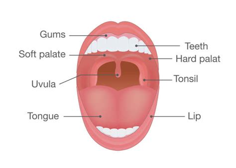 Uvula Illustrations Royalty Free Vector Graphics And Clip Art Istock