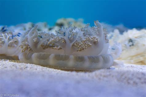 Cassiopea Andromeda Upside Down Jellyfish Jellyfish Outdoor Decor Decor