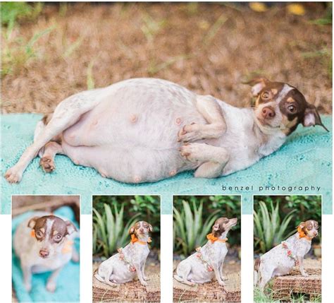 Shy Dog With A Sad Past Totally Nails Her Maternity Photo Shoot Animals