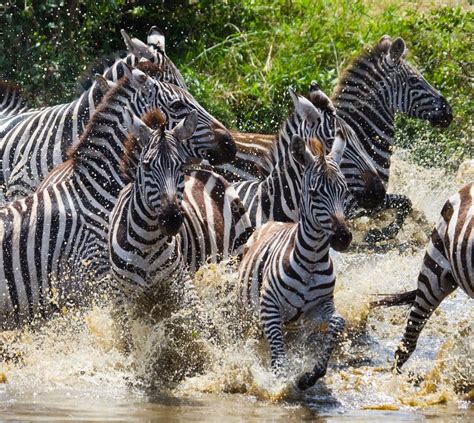 Back in the days before dvr and netflix, watching television was more of a family affair. Zebras herd in its habitat running on water — Stock Photo © GUDKOVANDREY #96923502