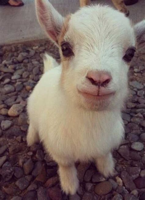 Baby Goat Love The Eyes Of Every Animal They All Shout We Are And We