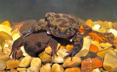Rare Sehuencas Water Frogs Move In Together In Hopes To Save Species