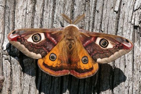 An Orange And Brown Moth Sitting On Top Of A Wooden Tree Trunk With Its
