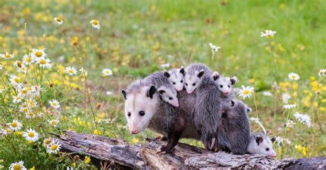 Whats A Baby Opossum Is Called And 4 More Amazing Facts Imp World