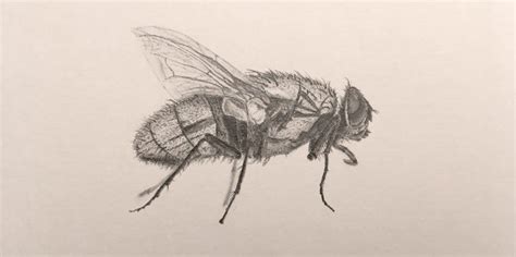 A Pencil Drawing Of A Fly Realistic Drawings Fly Drawing Drawings