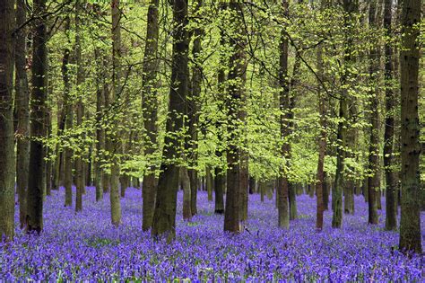 Vibrant Bluebell Flower Carpet Spring Forest Leisure Time In Hallerbos