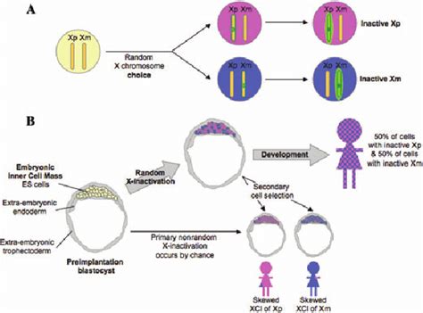 X Inactivation Skewing A Schema Of X Chromosome Random Choice Download Scientific Diagram