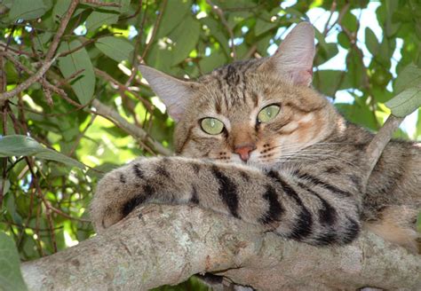 African Wild Cat Felis Libyca