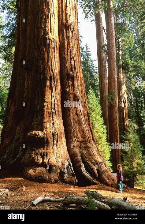 Giant Sequoia Known As The General Sherman Tree Sequoiadendron