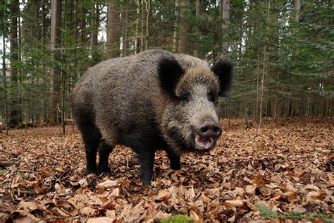 Asf Italy Wild Boar Cases Around Rome Rise To 10 Pig Progress