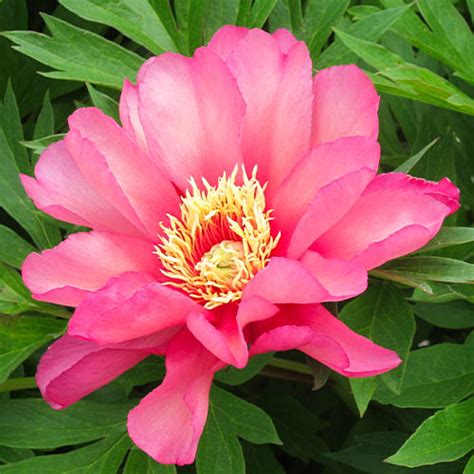 Peony Itoh Julia Rose For Sale Online In Eu Directly From Holland