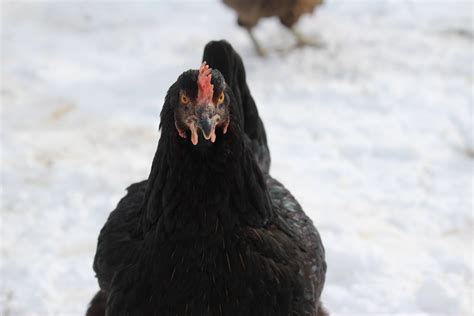 Black Sexlink Hen Garsh1  Backyard Chickens Learn How To Raise Chickens