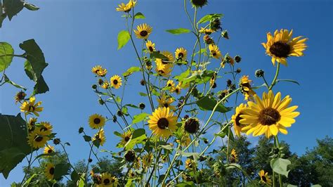 Wild Sunflowers Campestre Al Gov Br
