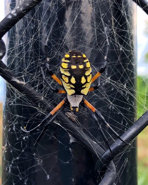 🔥 Yellow Garden Spider In New Jersey With A Smaller Spider Hanging Out