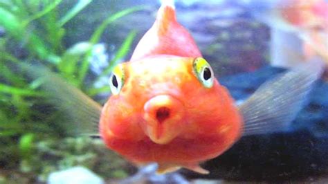 No binomial nomenclature) is a hybrid thought to be between the midas and the gold severum cichlid, although the true parent species has not been confirmed by breeders. Blood Parrot Fish Tank (Cichlid) - YouTube