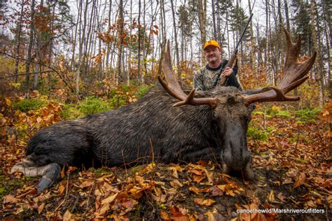Maine Moose Hunting Outfitter And Guide In Wmd 123456and11
