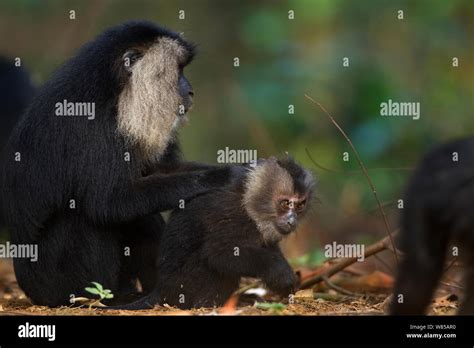 Lion Tailed Macaque Macaca Silenus Juveniles Playing Anamalai Tiger