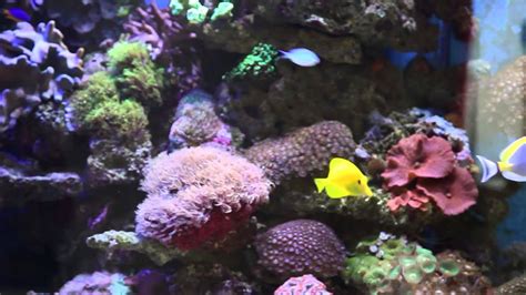 Ocean Life Aquatics 800 Litre In Wall Marine Reef Fish Tank