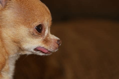 How Much Does A Teacup Chihuahua Cost Doglirious