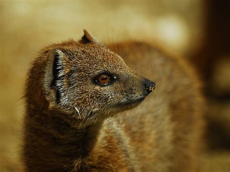 Free Images Animal Wildlife Mammal Fauna Close Up Whiskers