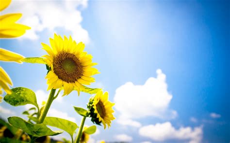 Beautiful Sunflowers Photography Hd Wallpapers Hd Nature