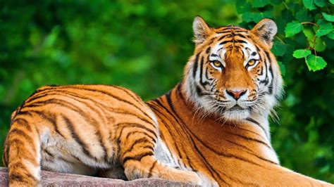 Download Free Tiger Wallpapers Amazing Collection Of Full Screen Tiger